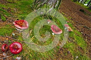 Red toadstool fly agaric in the forest Norway