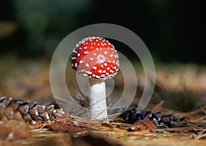 Red toadstool