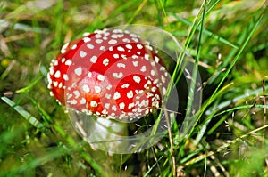 Red toadstool in the grass
