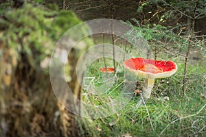 Red toadstool hidden behind the stump.