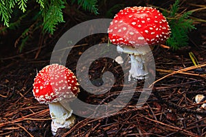 Red Toadstool Mushroom photo