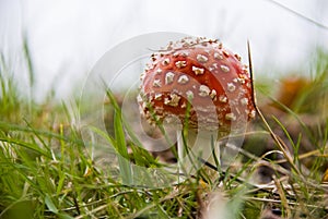 Red toadstool mushroom in grass