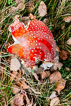Red toadstool poisonous mushroom growth in the forest