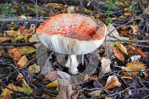 Red toadstool with white dots on the forest ground floor