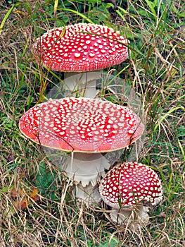 Red toadstools (Amanita muscarias) in grass