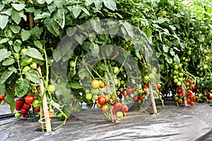 Red tomato cultivation