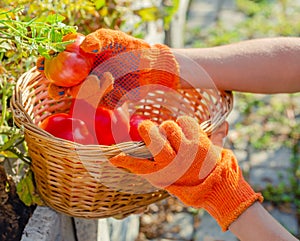 Red tomato in female hands. Harvesting tomatoes in basket. Ripe tomato vegetables. Home garden. Vegetable Growing. Farmer Picking