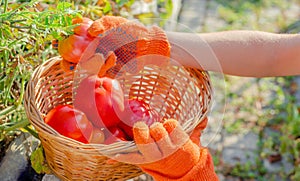 Red tomato in female hands. Harvesting tomatoes in basket. Ripe tomato vegetables. Home garden. Vegetable Growing. Farmer Picking