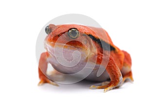 Red tomato frog isolated on white background