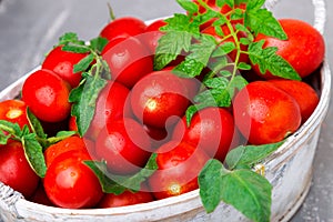 Red tomato in grey basket on grey background. Harvest. Full box of tomatoes. Close up.