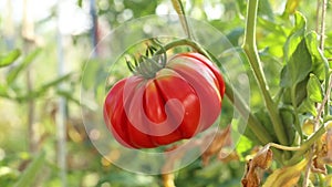 Red tomato growing