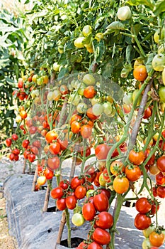 Red tomato growing in field