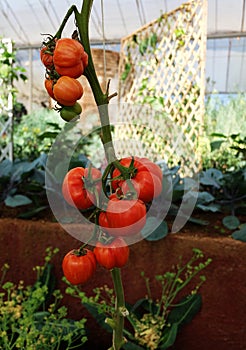 Red tomato growing in organic farm