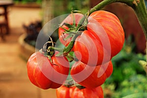 Red tomato growing in organic farm