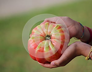 red tomato on the hands of a little girl