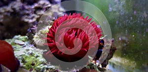 Red tomato mediterranean sea anemone - Actinia mediterranea