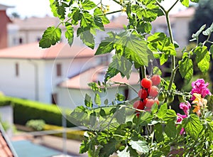 Red tomato plant in the balcony