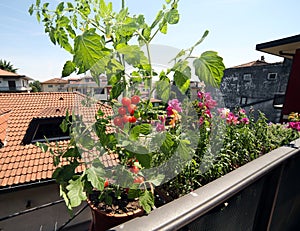Red tomato plant in the balcony