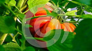 Red tomato on a plant