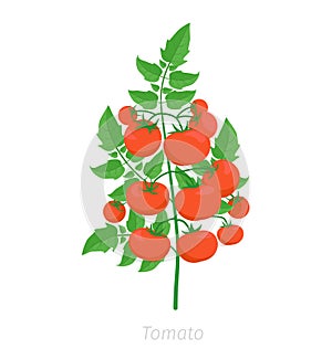 Red tomato plant. Tomatoes bush harvest. Flat color vector.