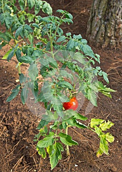 Red tomato plant vertical view