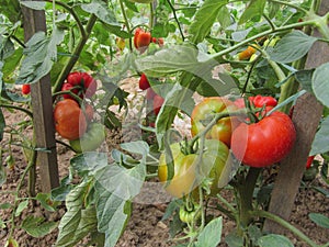 Red tomato plants in a home made vegetable garden