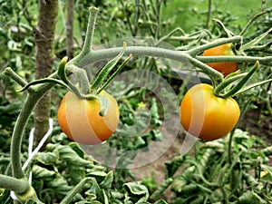 Red tomato ripens on a branch