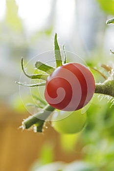 A red tomato (Solanum lycopersicum) photo