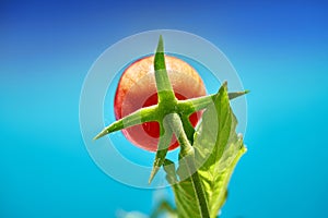 Red tomato in tomatoes orchard field