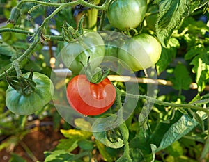 Red tomato in tomatoes orchard field