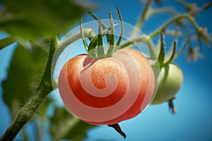 Red tomato in tomatoes orchard field