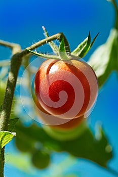 Red tomato in tomatoes orchard field