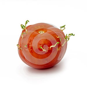 red tomato on a white background with sprouted green sprouts. The concept of growing vegetables, sowing, gardening