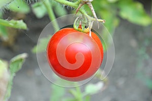 Red tomatoe on the plant