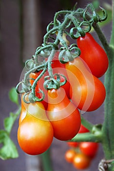 Red tomatoes.