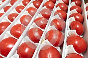 Red tomatoes background, close up. Ripe tomatoes