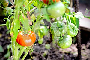 Red tomatoes on a branch in greenhouse