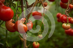 Red tomatoes on a branch in a greenhouse. Fresh waxes, healthy and proper nutrition.