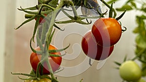 Red tomatoes on a branch in a greenhouse