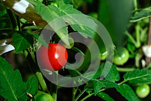 Red tomatoes on a branch in greenhouse