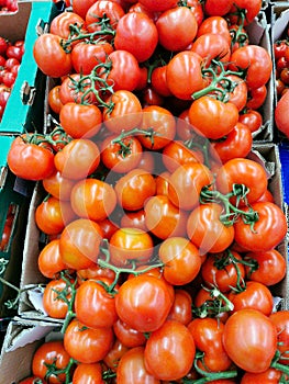 Red tomatoes in cardboard boxes