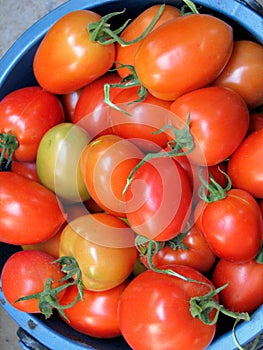Red tomatoes closeup