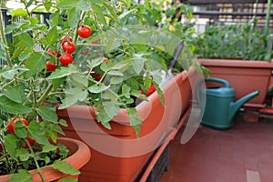 Red tomatoes in flower pots on a terrace of an apartment in the