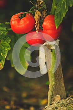 Red tomatoes in a garden