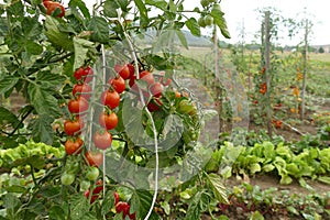 Red tomatoes in the garden