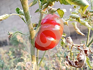 red tomatoes in the garden that grow