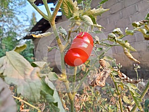 red tomatoes in the garden that grow