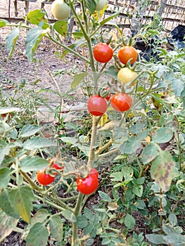 red tomatoes in the garden that grow