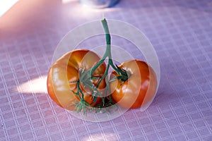 Red tomatoes in the garden. Shallow depth of field