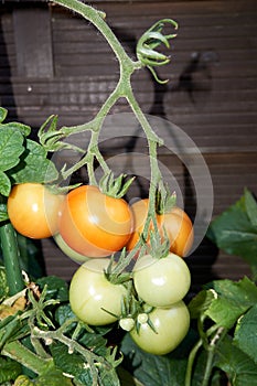 Red tomatoes in the garden. Shallow depth of field